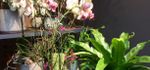 Ihr First-Class Blumengeschäft in Aarau!