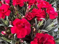 A. Pinto Fleurs – Cliquez pour agrandir l’image 18 dans une Lightbox