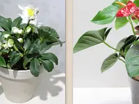 Blumen Chopard AG - Klicken Sie, um das Bild 3 in einer Lightbox vergrössert darzustellen