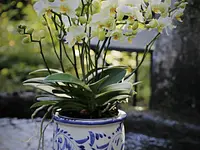 Blumen Tschan - Klicken Sie, um das Bild 3 in einer Lightbox vergrössert darzustellen