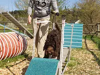 Hundeschule Guggisberg - Klicken Sie, um das Bild 14 in einer Lightbox vergrössert darzustellen