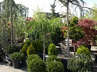 AUHOF Pflanzen Garten Blumen - cliccare per ingrandire l’immagine 20 in una lightbox