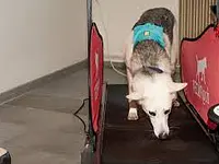 anima activa Hundephysiotherapie - Klicken Sie, um das Bild 5 in einer Lightbox vergrössert darzustellen
