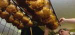 PRODOTTI PER LE FESTE