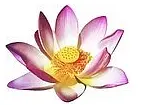 Lotus Thai-Massage - cliccare per ingrandire l’immagine 1 in una lightbox