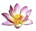 Lotus Thai-Massage