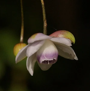 Anemonopsis macrophylla - Japan-Scheinanemone