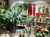 Oertig Blumen und Pflanzen Oerlikon – Cliquez pour agrandir l’image 2 dans une Lightbox