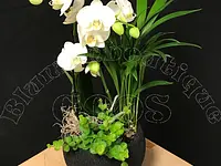 Blumenboutique Goos – click to enlarge the image 4 in a lightbox
