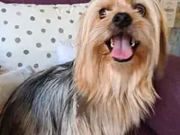 Hundesalon Trendy Dog - cliccare per ingrandire l’immagine 10 in una lightbox