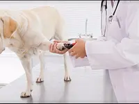 Tierarztpraxis Schauenberg – Cliquez pour agrandir l’image 1 dans une Lightbox