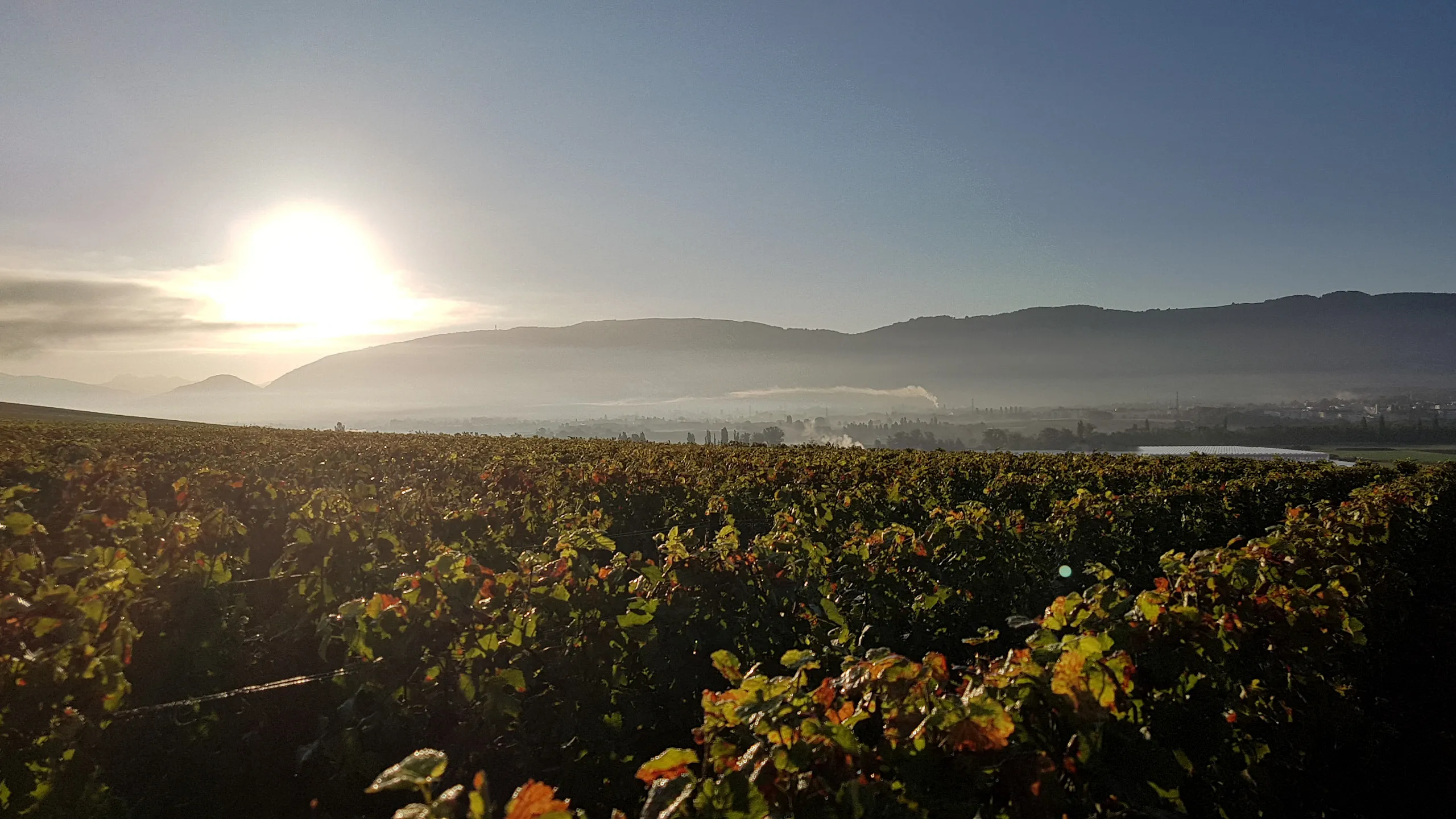 Domaine des Bonnettes - Vin Genève Suisse