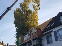 Baummaa Baumpflege GmbH - Klicken Sie, um das Bild 9 in einer Lightbox vergrössert darzustellen