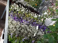 Blumen Häusler – Cliquez pour agrandir l’image 3 dans une Lightbox