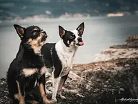 Cara Dog Attitude Savary - cliccare per ingrandire l’immagine 1 in una lightbox