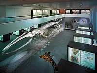 Naturhistorisches Museum Bern - Klicken Sie, um das Bild 2 in einer Lightbox vergrössert darzustellen