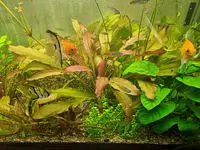 Aquarium Stern – click to enlarge the image 11 in a lightbox