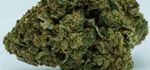 CBD - Harlequin
