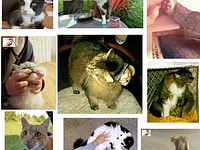 Speedy-Service Dienstleistung mit Herz für Mensch und Tier – click to enlarge the image 4 in a lightbox