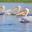 Pelikane im Donau-Delta, Rumänien