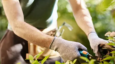 Borner Baumpflege & Gartengestaltung