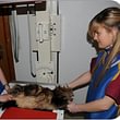 Cabinet vétérinaire d'Avry Bourg à Fribourg
