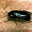 Blatta orientale - scarafaggio