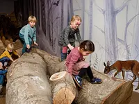 Naturhistorisches Museum Bern – Cliquez pour agrandir l’image 12 dans une Lightbox