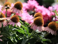 AUHOF Pflanzen Garten Blumen - cliccare per ingrandire l’immagine 27 in una lightbox