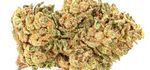 CALIFORNIA HAZE | CBD – CBDA < 15%