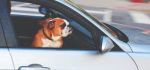 TRANSPORT D'ANIMAUX