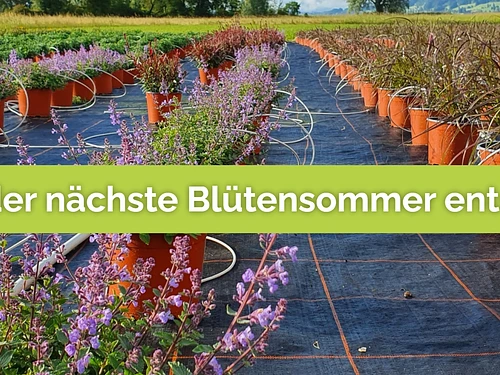 Luzerner Garten AG - Klicken, um das Panorama Bild vergrössert darzustellen