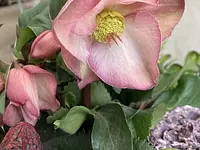 Blumen & Geschenkideen Waldispühl - Klicken Sie, um das Bild 7 in einer Lightbox vergrössert darzustellen
