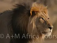 A + M Africa Tours GmbH - cliccare per ingrandire l’immagine 21 in una lightbox