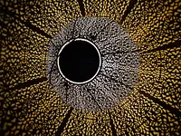Blumen-Deco Buntspecht Tschan - Klicken Sie, um das Bild 12 in einer Lightbox vergrössert darzustellen