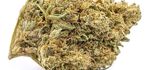 MASTER KUSH | CBD – CBDA < 15%