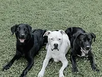 Hundeschule DOGS4LIFE.CH – Cliquez pour agrandir l’image 6 dans une Lightbox