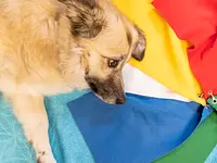 Hund in Balance Hundephysiotherapie – Cliquez pour agrandir l’image 8 dans une Lightbox
