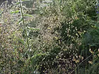 Wildpflanzengärtnerei Flora di Berna – Cliquez pour agrandir l’image 5 dans une Lightbox