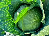 Dreyer AG - Früchte, Gemüse, Tiefkühlprodukte – Cliquez pour agrandir l’image 9 dans une Lightbox