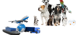 Import chiens, chats et autres animaux vivants