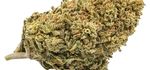 MANGO HAZE | CBD – CBDA < 16%
