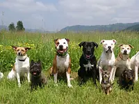 Hundeschule DOGS4LIFE.CH – Cliquez pour agrandir l’image 5 dans une Lightbox