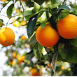 Oranges Navelina de Sicile Naturelles, non traitées