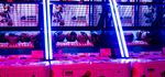 Team Building - Les Olympiades du Fun