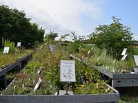 Wildpflanzengärtnerei Flora di Berna - Klicken Sie, um das Bild 3 in einer Lightbox vergrössert darzustellen