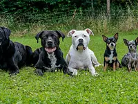 Hundeschule DOGS4LIFE.CH – click to enlarge the image 3 in a lightbox
