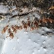 Bekämpfung folgender Ameisenarten: Holzameise Argentinische Ameise Pharaoameise Schwarzkopfameise schwarze Wegameise Bekämpfung mit der Gel – Methode, keine giftigen Insektizide, keine Sperrfristen.