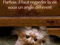 Cabinet vétérinaire de Tavannes Sarl – click to enlarge the image 8 in a lightbox