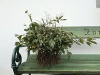 Blumen Diener - cliccare per ingrandire l’immagine 15 in una lightbox